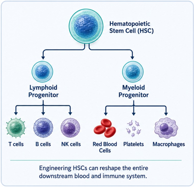 Hematopoietic stem cells give rise to lymphoid and myeloid progenitors and the entire downstream blood and immune system